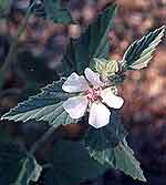 ALTEA EI GOCCE - 50 ML