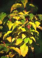 MSA CORNUS SANGUINEA 50ML