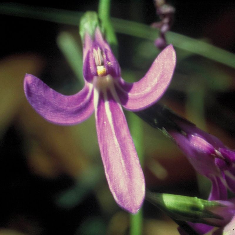 AUSTRALIAN BUSH FLOWER - ANGELSWORD GOCCE GTT 15ML