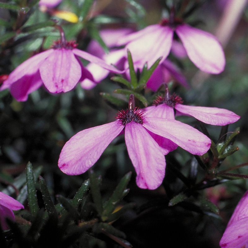 AUSTRALIAN BUSH FLOWER - BLACK EYED SUSAN GOCCE GTT 15ML