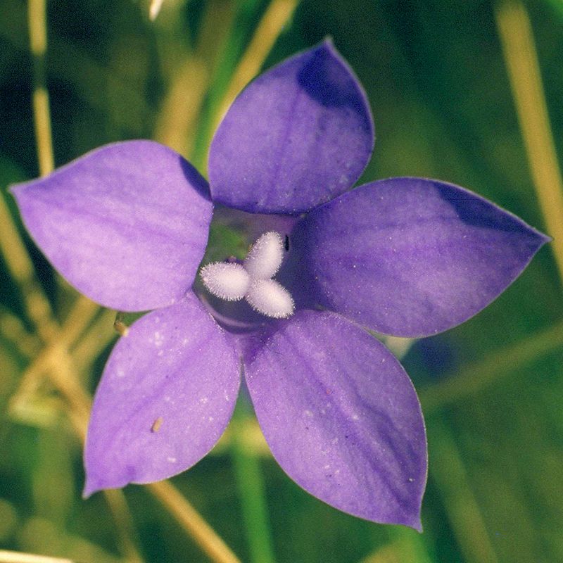 AUSTRALIAN BUSH FLOWER - BLUEBELL GOCCE GTT 15ML