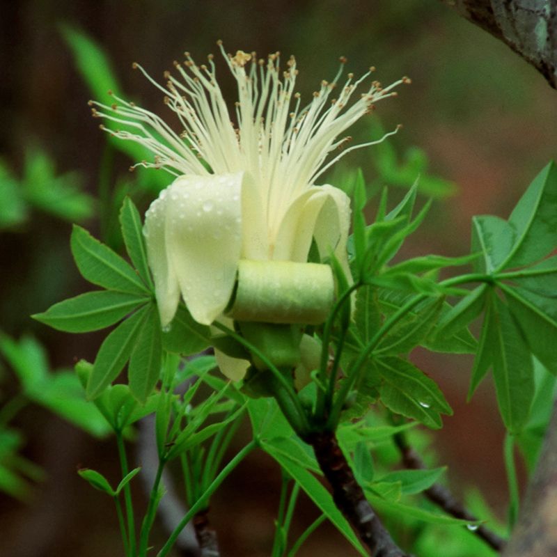 AUSTRALIAN BUSH FLOWER - BOAB GTT 15ML