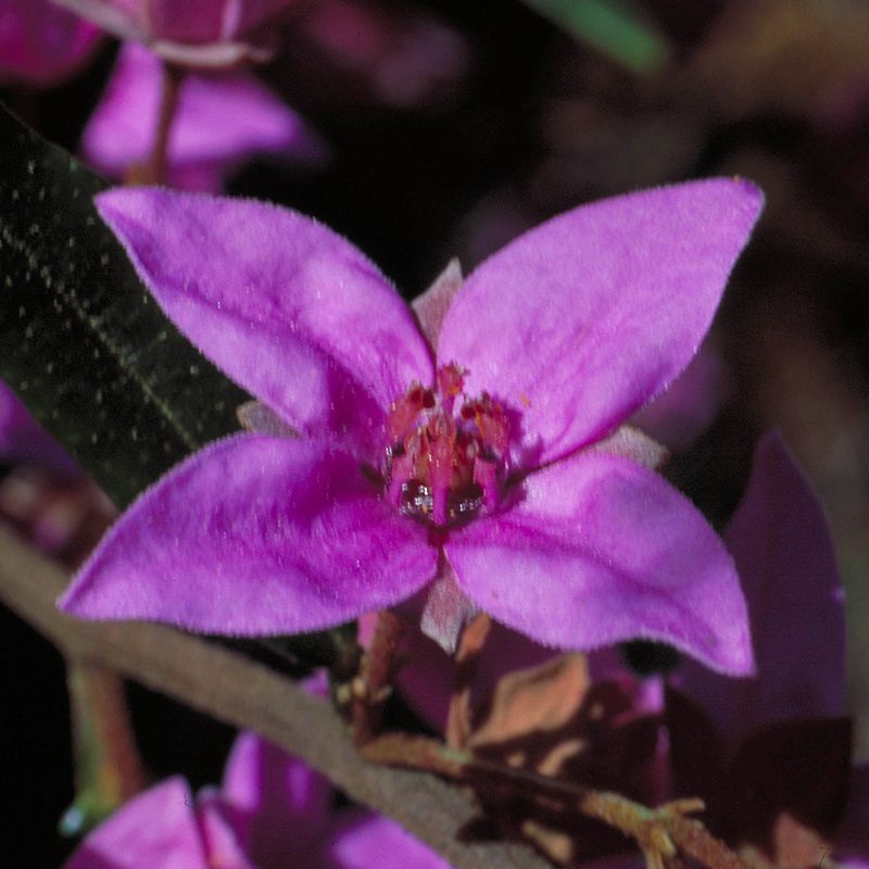 AUSTRALIAN BUSH FLOWER - BORONIA GOCCE GTT 15ML