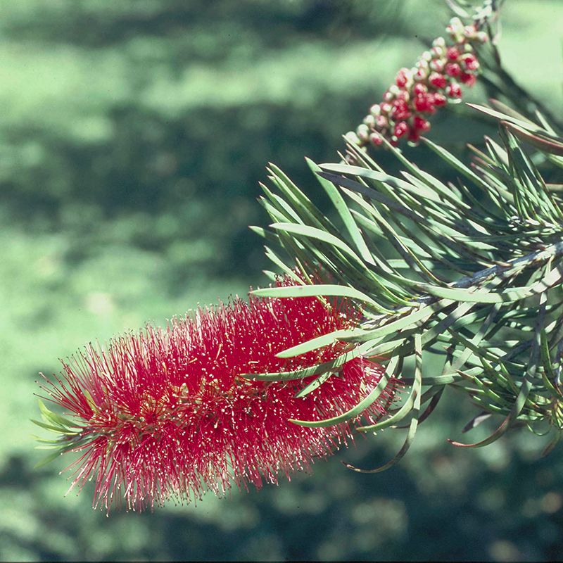 AUSTRALIAN BUSH FLOWER - BOTTLEBRUSH GTT 15ML