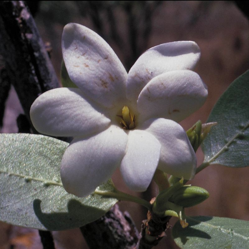 AUSTRALIAN BUSH FLOWER - BUSH GARDENIA GOCCE GTT 15ML