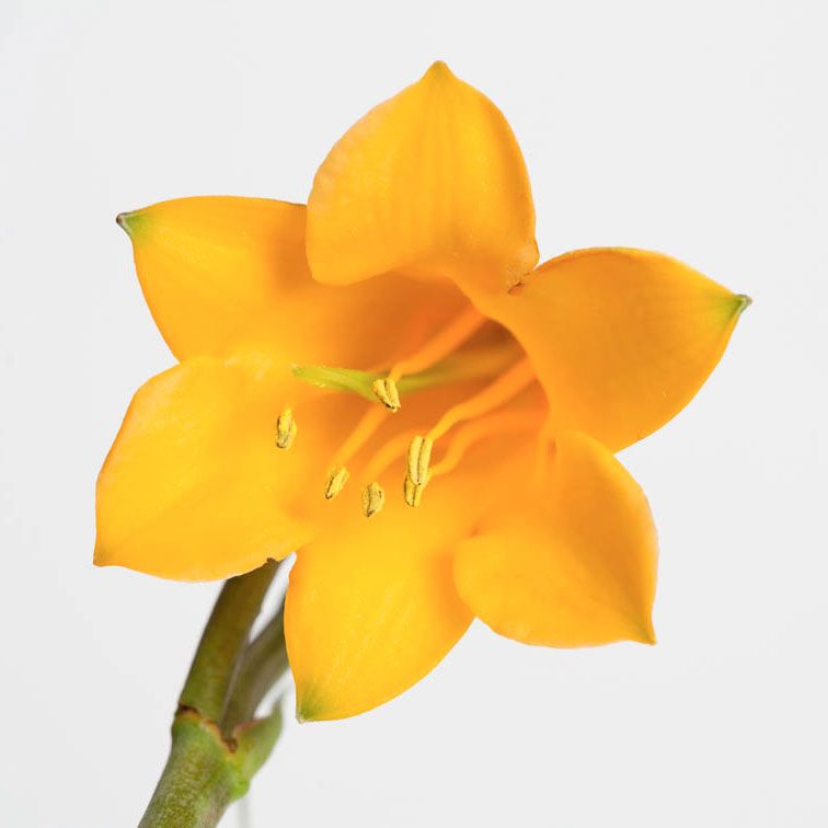 AUSTRALIAN BUSH FLOWER - CHRISTHMAS BELL GTT 15ML