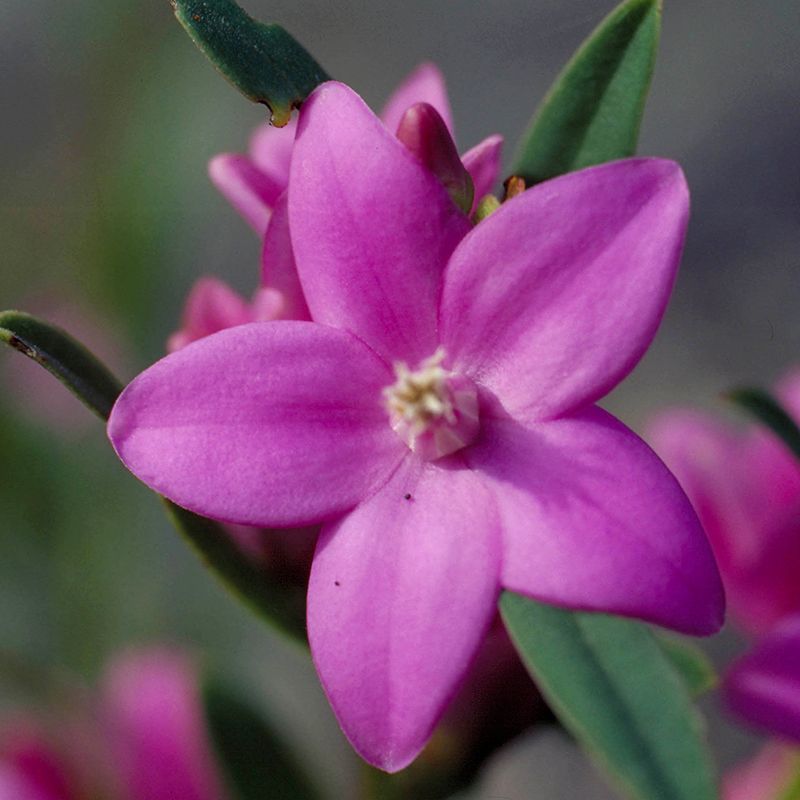 AUSTRALIAN BUSH FLOWER - CROWEA GTT 15ML