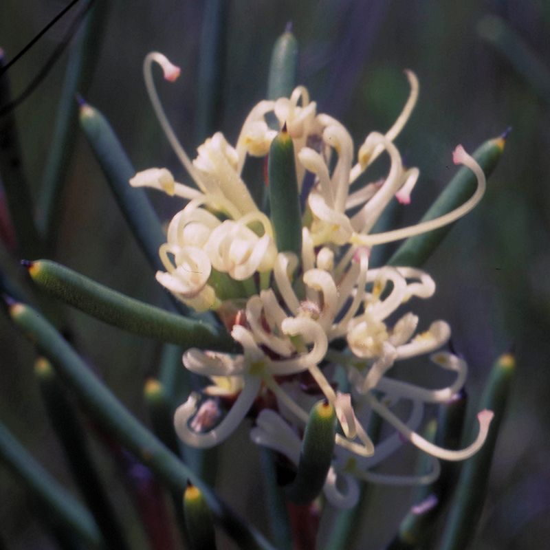 AUSTRALIAN BUSH FLOWER - DAGGER HAKEA GTT 15ML