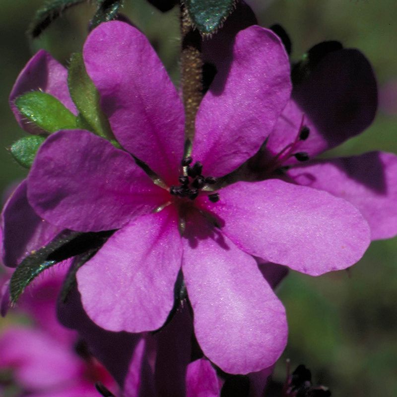 AUSTRALIAN BUSH FLOWER - DOG ROSE WILD FORCES GTT 15ML
