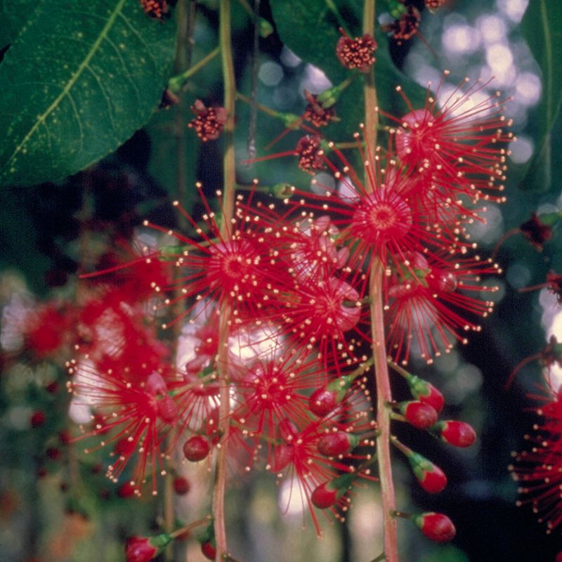 AUSTRALIAN BUSH FLOWER - FRESHWATER MANGROVE GTT 15ML