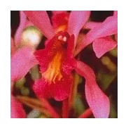HIGHER SELF ORCHID 15 ML
