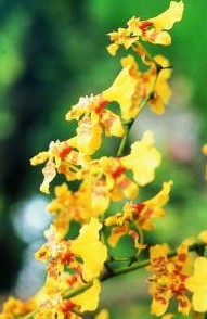 AMAZZONIA LOVE ORCHID 15ML