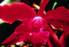 AMAZZONIA HEART ORCHID 15ML