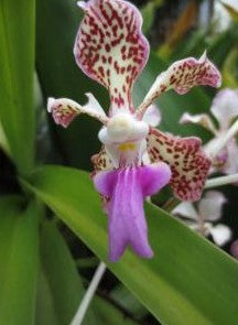 AMAZZONIA FUN ORCHID 15ML