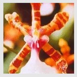 AMAZZONIA COLOUR ORCHID 15ML