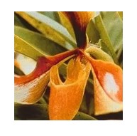 AMAZZONIA PSYCHE ORCHID 15ML