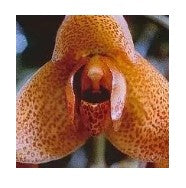 AMAZZONIA AGGRESSION ORCHID 15ML