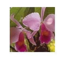 AMAZZONIA INSPIRATION ORCHID 15ML