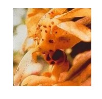 AMAZZONIA CHOCOLATE ORCHID 15ML