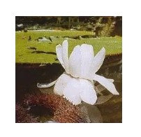 AMAZZONIA VICTORIA REGIA ORCHID 15ML