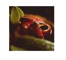 AMAZZONIA PAST LIFE ORCHID 15ML