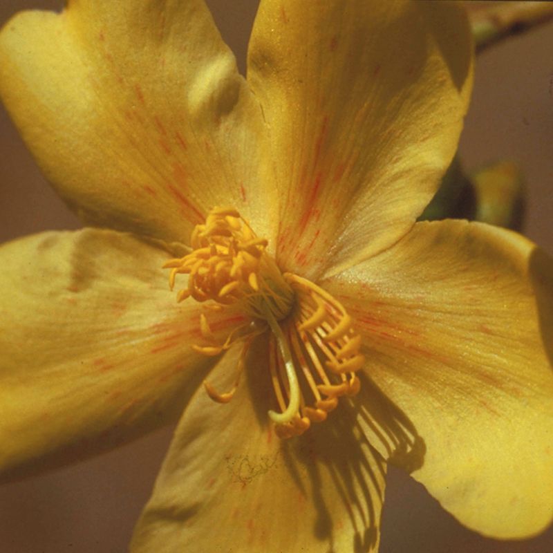 AUSTRALIAN BUSH FLOWER - KAPOK BUSH GTT 15ML