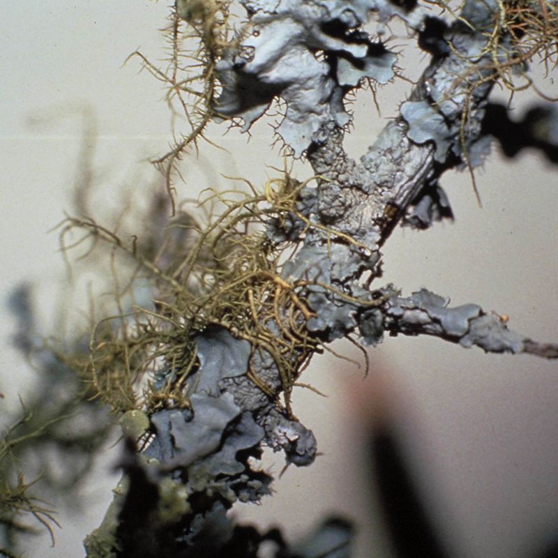 AUSTRALIAN BUSH FLOWER - LICHEN GTT 15ML