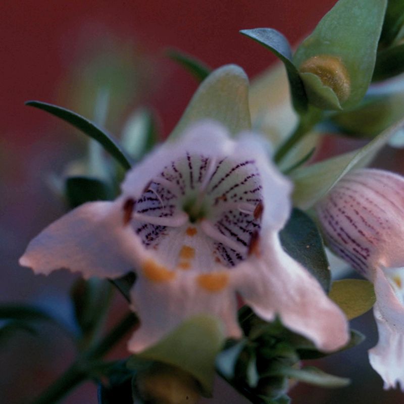 AUSTRALIAN BUSH FLOWER - MINT BUSH GTT 15ML
