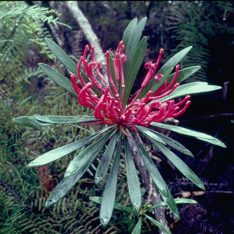 AUSTRALIAN BUSH FLOWER - MONGA WARATAH GTT 15ML