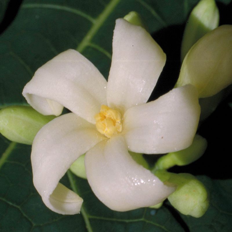AUSTRALIAN BUSH FLOWER - PAW PAW GTT 15ML