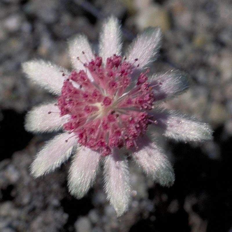 AUSTRALIAN BUSH FLOWER - PINK FLANNEL FLOWER GTT 15ML