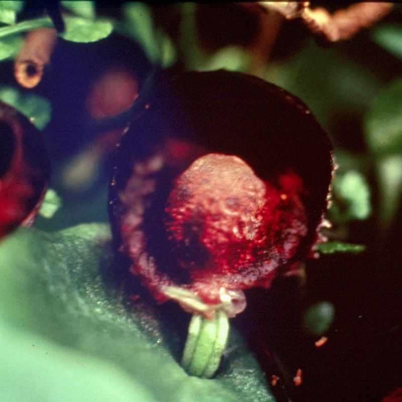 AUSTRALIAN BUSH FLOWER - RED HELMET ORCHID GTT 15ML