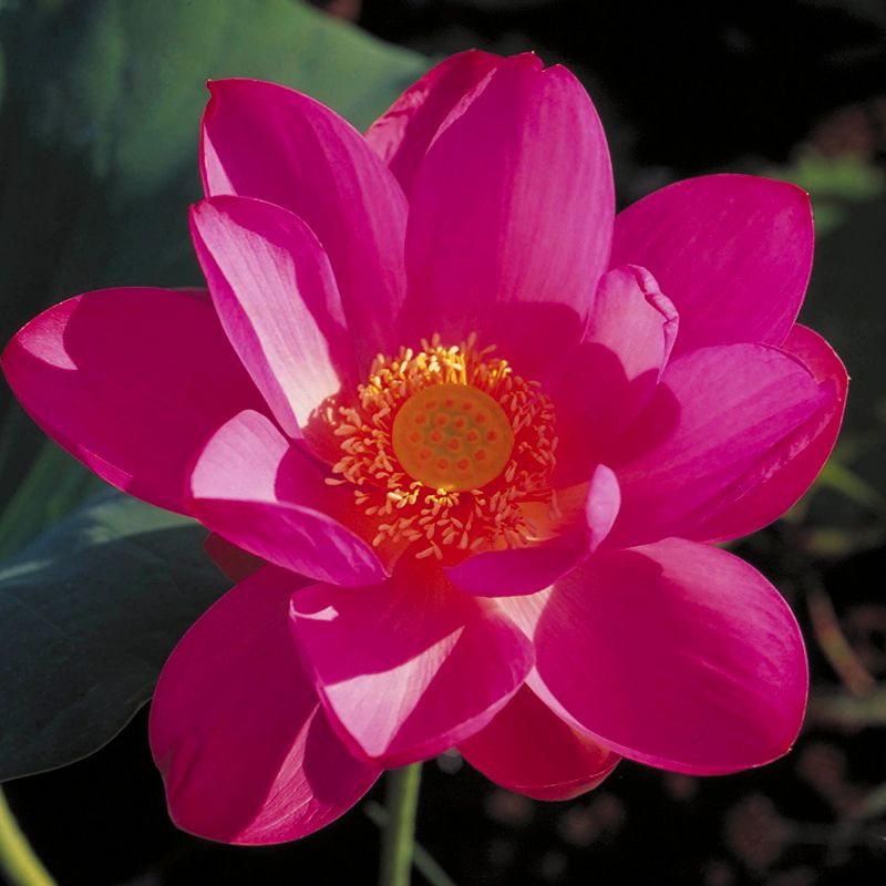 AUSTRALIAN BUSH FLOWER - RED LILY GTT 15ML