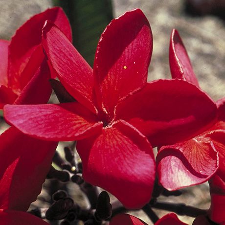 AUSTRALIAN BUSH FLOWER- RED SUVA FRANGIPANI GTT 15ML