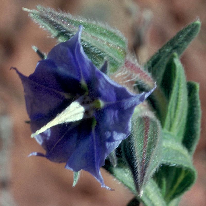 AUSTRALIAN BUSH FLOWER - ROUGH BLUEBELL GTT 15ML