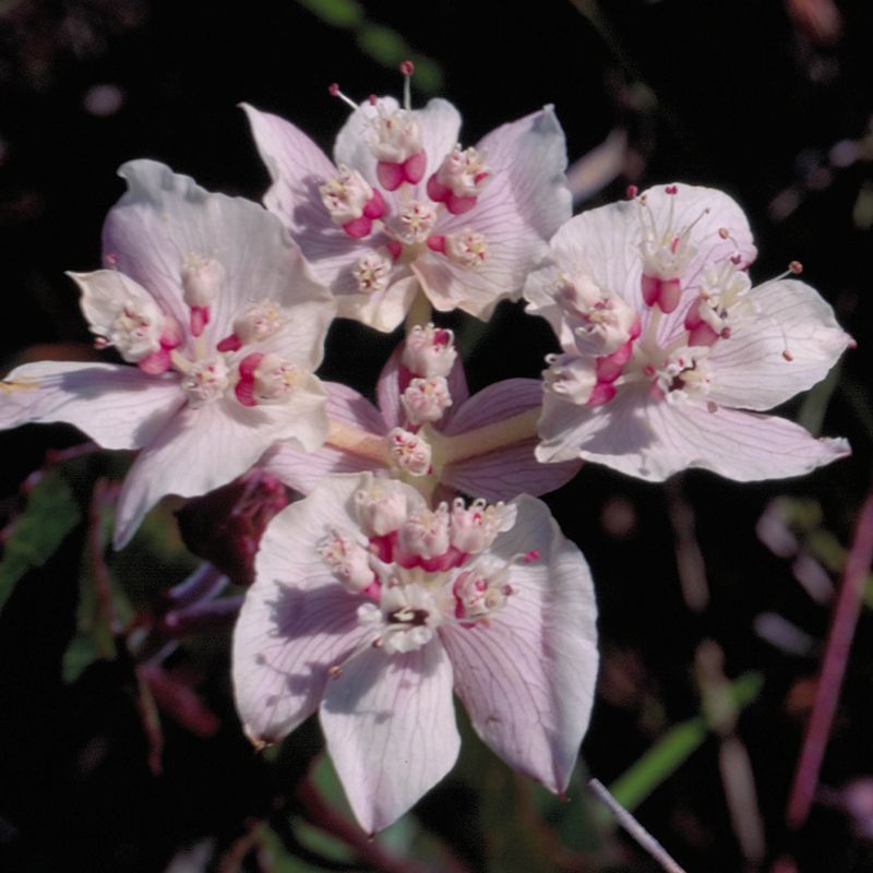 AUSTRALIAN BUSH FLOWER - SOUTHERN CROSS GTT15ML