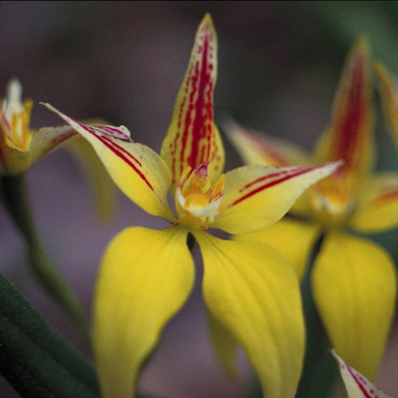 AUSTRALIAN BUSH FLOWER - YELLOW COWSLIP ORCHID GTT 15ML