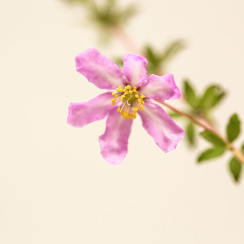 AUSTRALIAN BUSH FLOWER - DOG ROSE AUSTRALIAN GTT 15ML