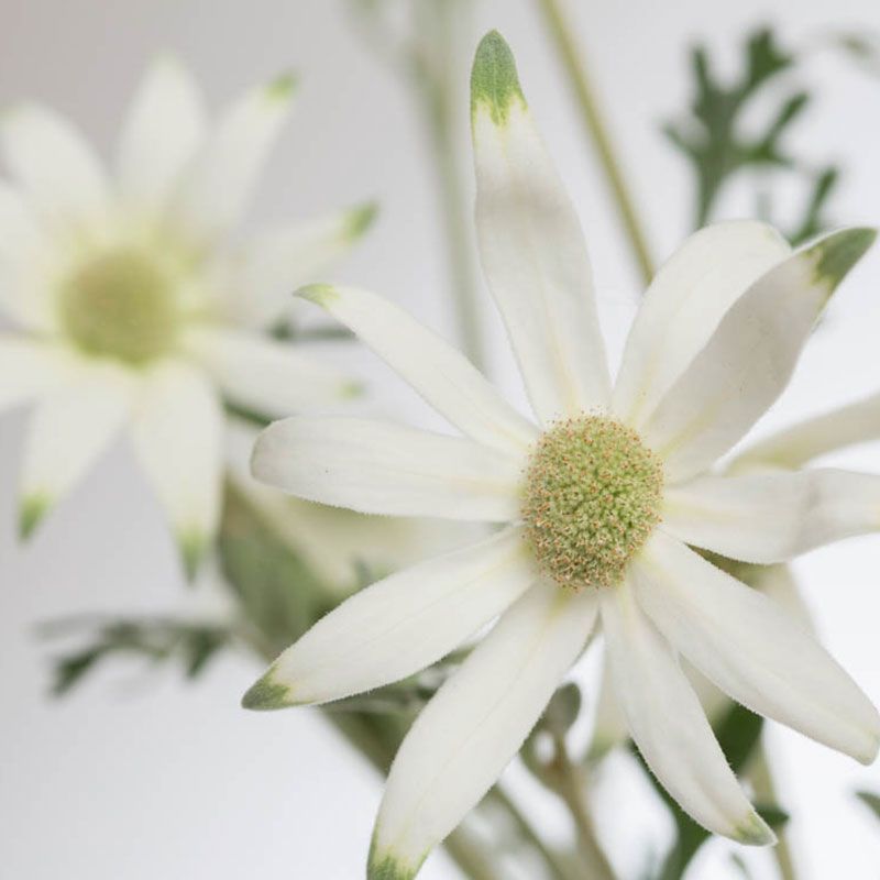 AUSTRALIAN BUSH FLOWER - FLANNEL FLOWER GTT 15ML