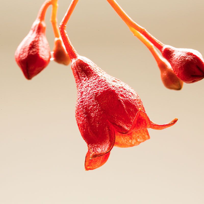 AUSTRALIAN BUSH FLOWER - ILLAWARRA FLAME TREE GTT 15ML