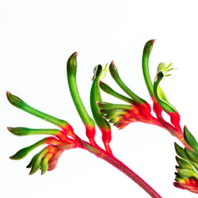 AUSTRALIAN BUSH FLOWER - KANGAROO PAW GTT 15ML