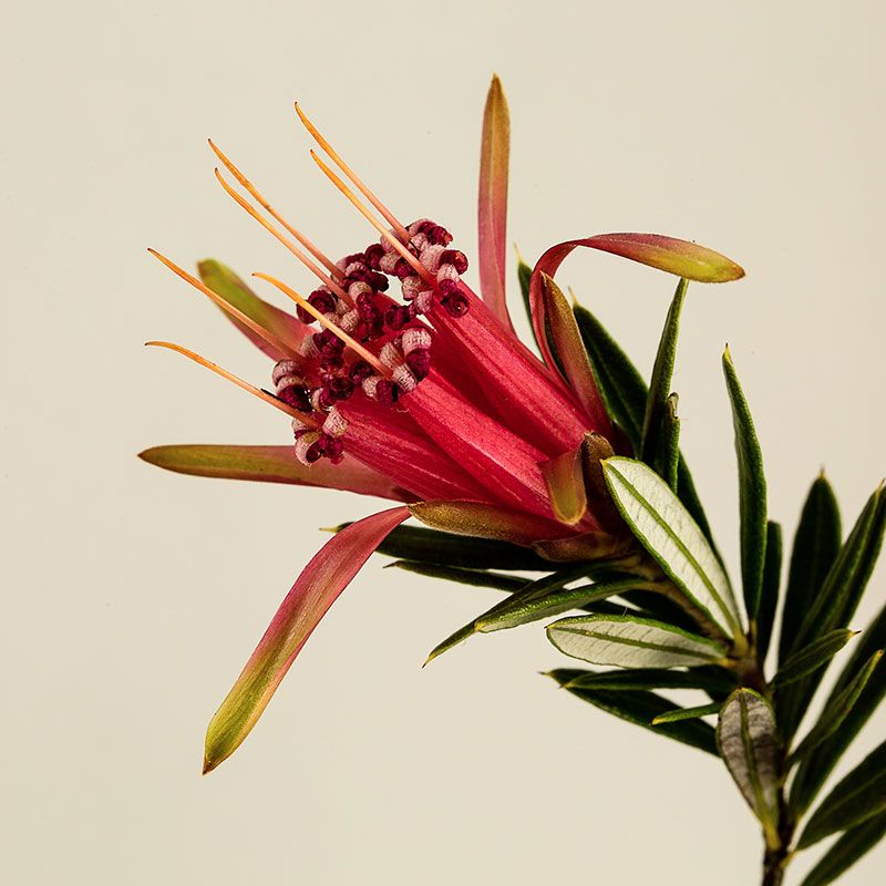 AUSTRALIAN BUSH FLOWER - MOUNTAIN DEVIL GTT 15ML