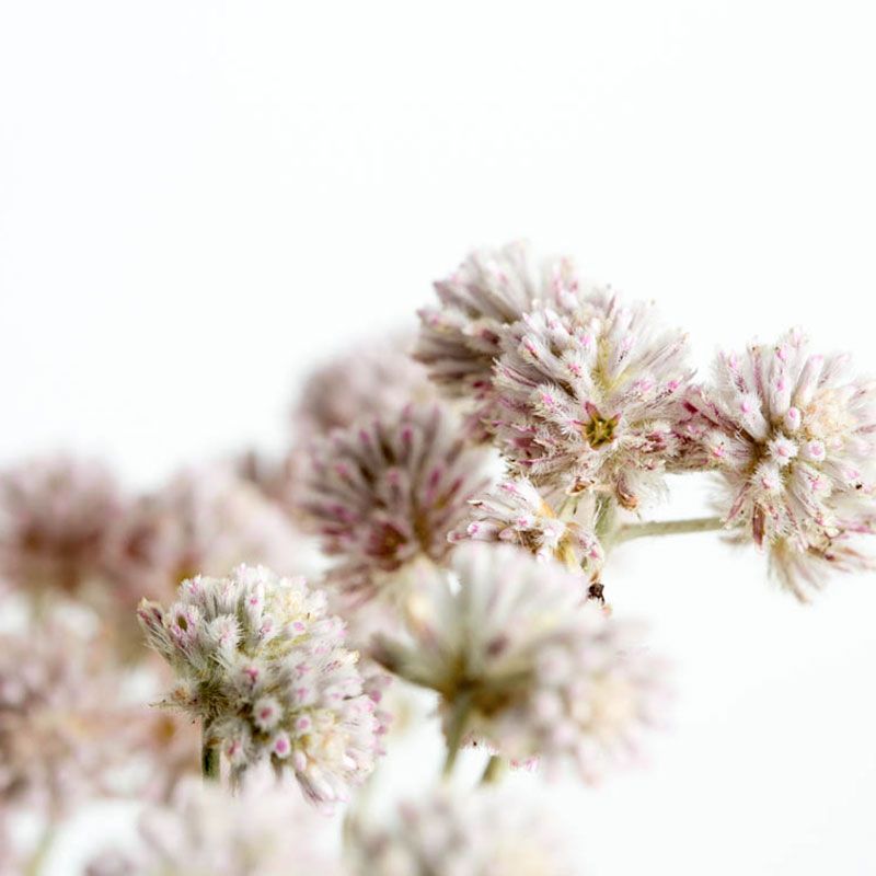 AUSTRALIAN BUSH FLOWER - MULLA MULLA GTT 15ML