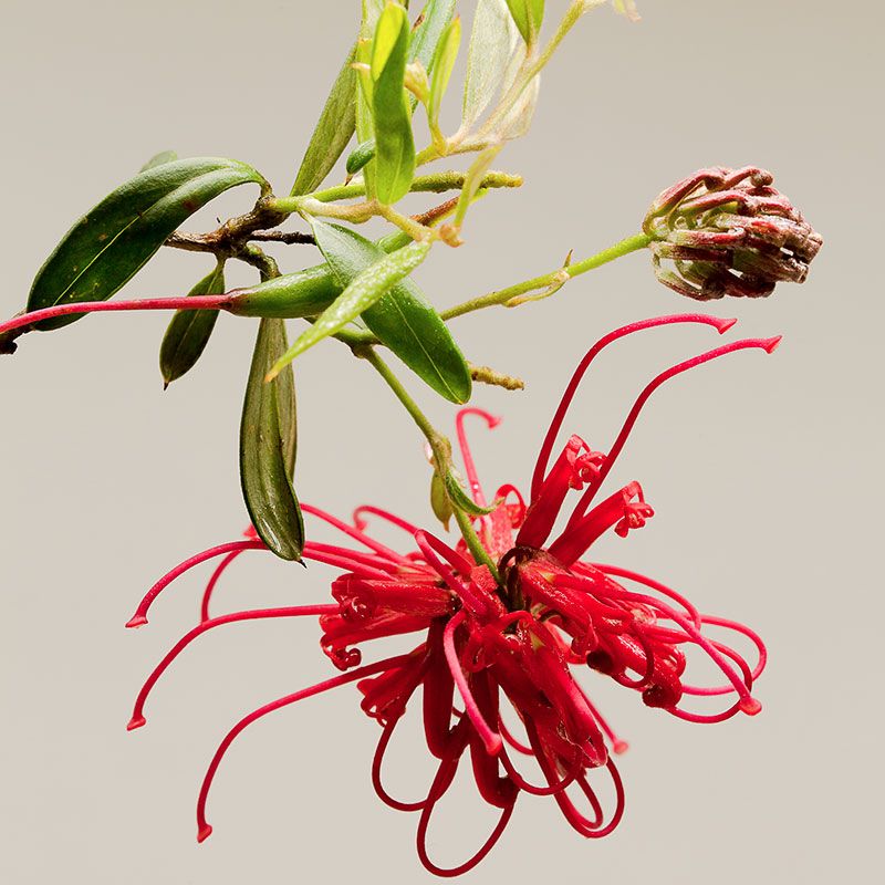 AUSTRALIAN BUSH FLOWER - RED GREVILLEA GTT 15ML