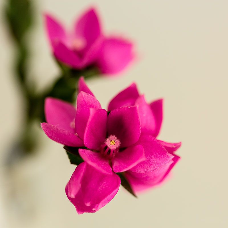 AUSTRALIAN BUSH FLOWER - SYDNEY ROSE GTT 15ML