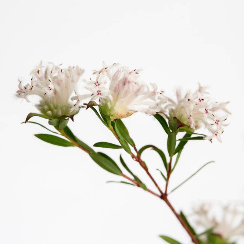 AUSTRALIAN BUSH FLOWER - SLENDER RICE GTT 15ML