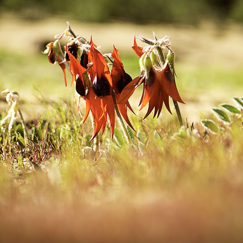 AUSTRALIAN BUSH FLOWER - STURT DESERT PEA GTT 15ML