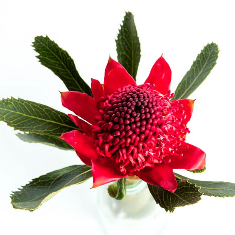 AUSTRALIAN BUSH FLOWER - WARATAH AUSTRALIAN GTT 15ML