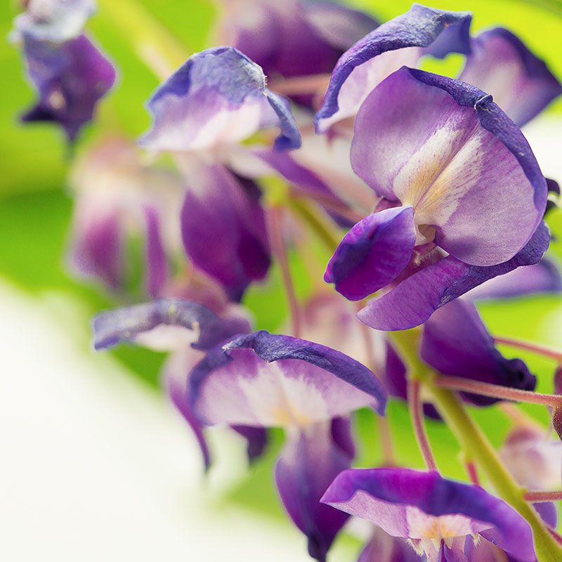 AUSTRALIAN BUSH FLOWER - WISTERIA GTT 15ML