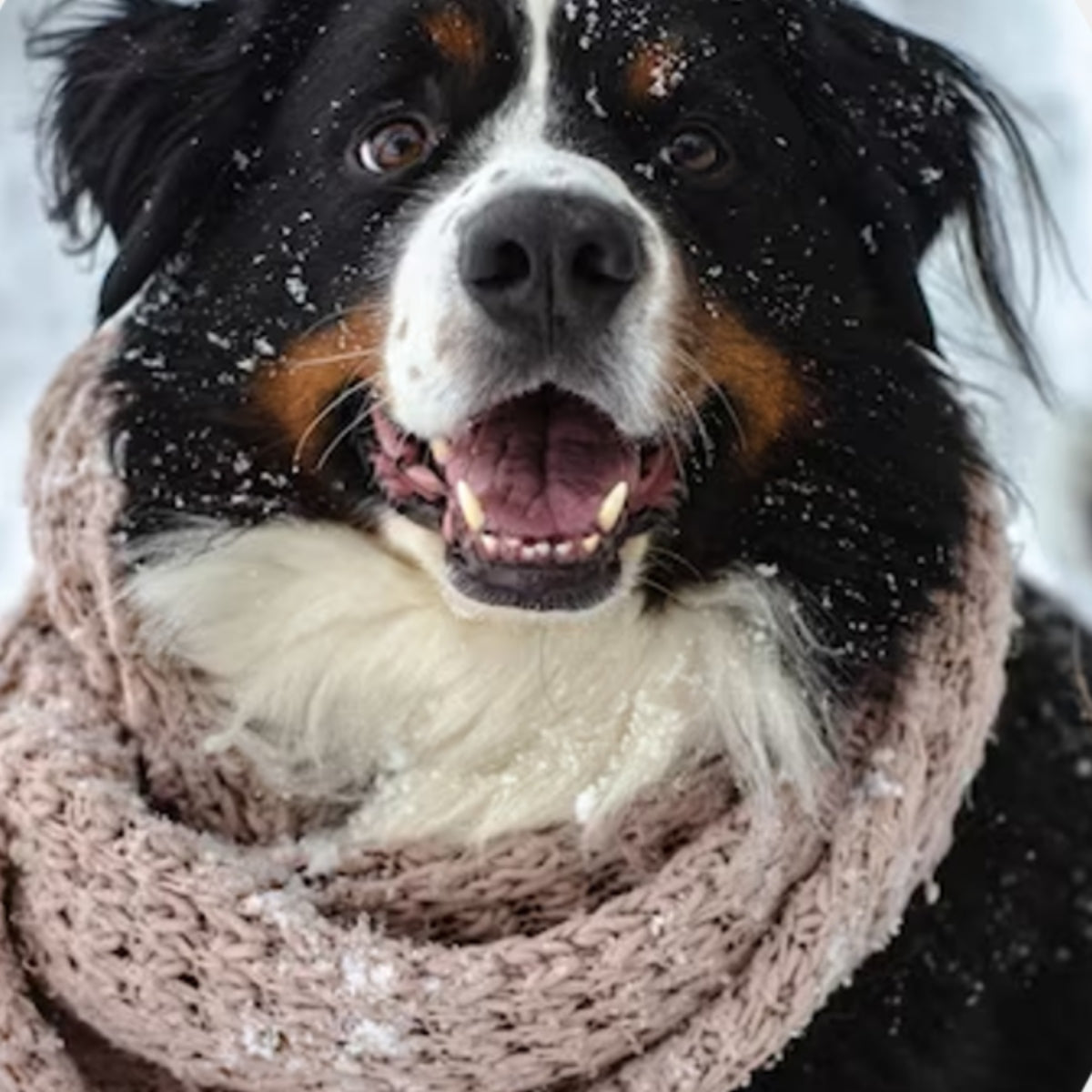Cani, gatti e l'inverno: aiutiamo i nostri amici